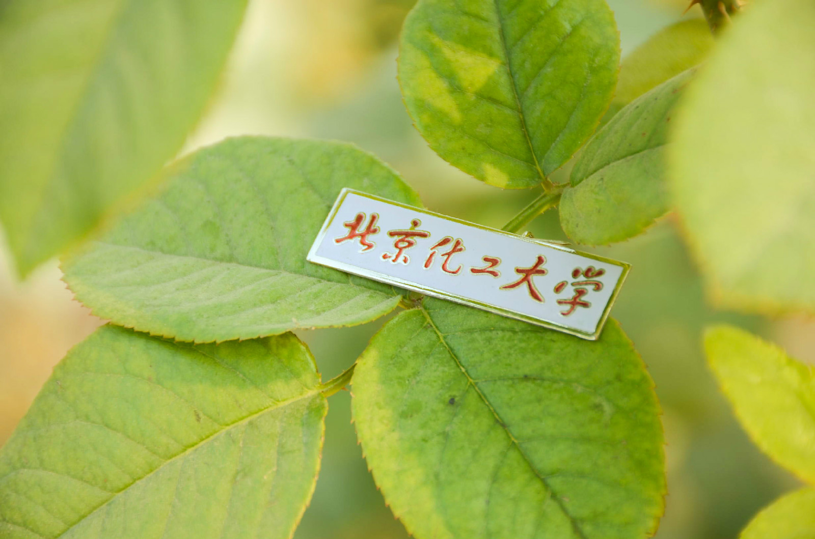 北京化工大学毕业证(北京化工大学毕业证图片)
